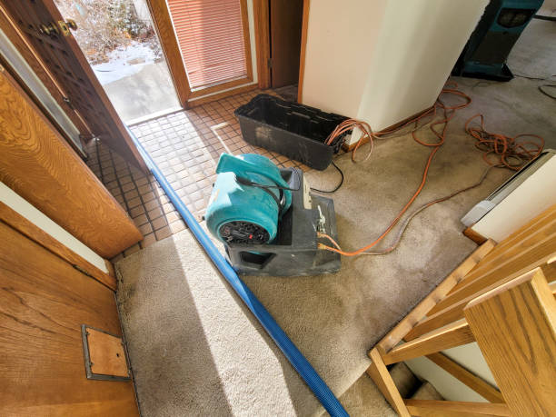 Best Mold removal after water damage  in Cove Creek, NC
